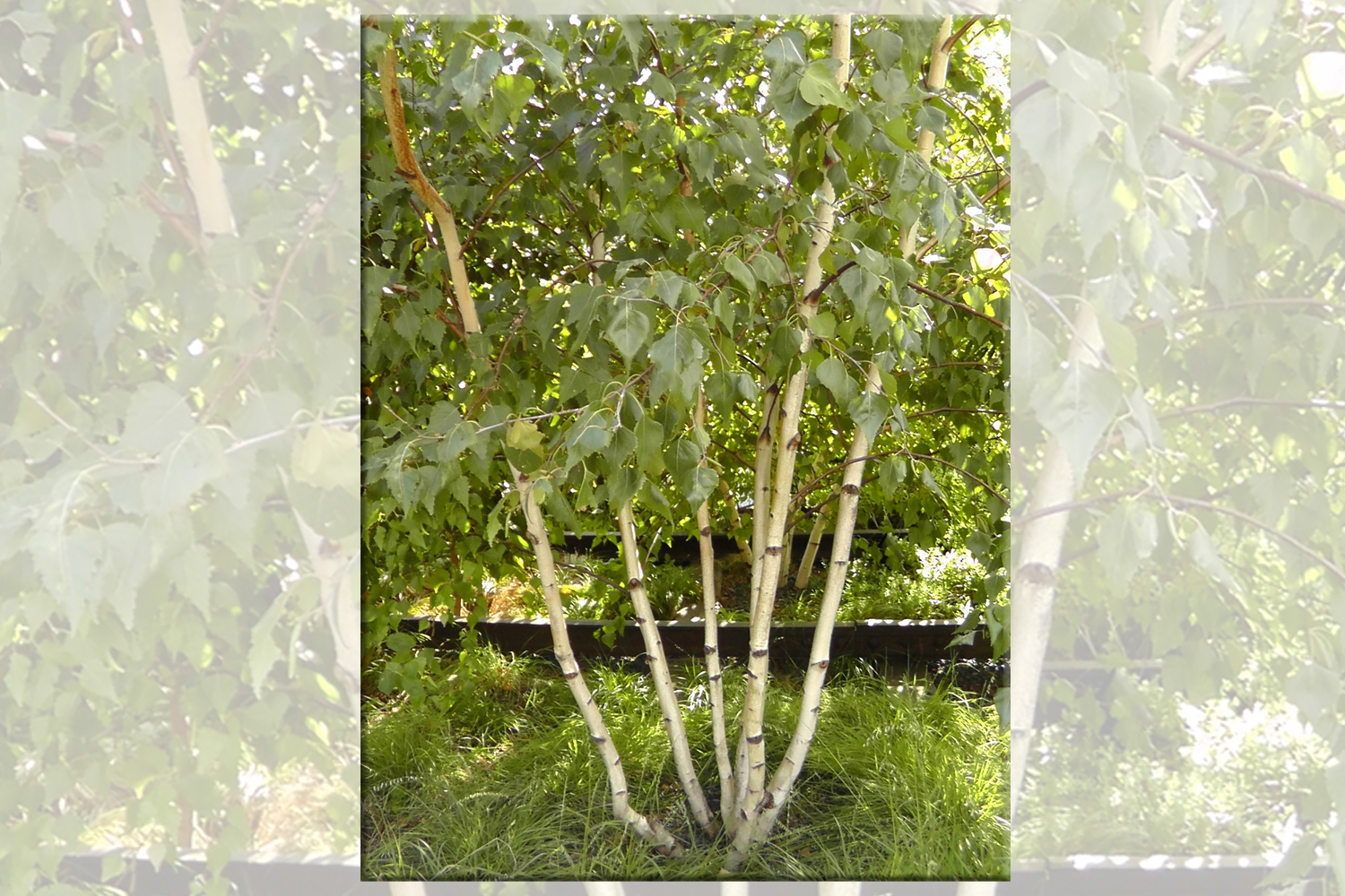 Gray Birch Tree Plantings Suffolk Hydroseeding.com 